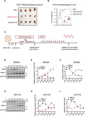 Genome-wide CRISPR Screening Reveals Pyrimidine Metabolic Reprogramming in 5-FU Chronochemotherapy of Colorectal Cancer